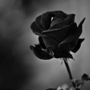 Meet your Posher, Fabiola